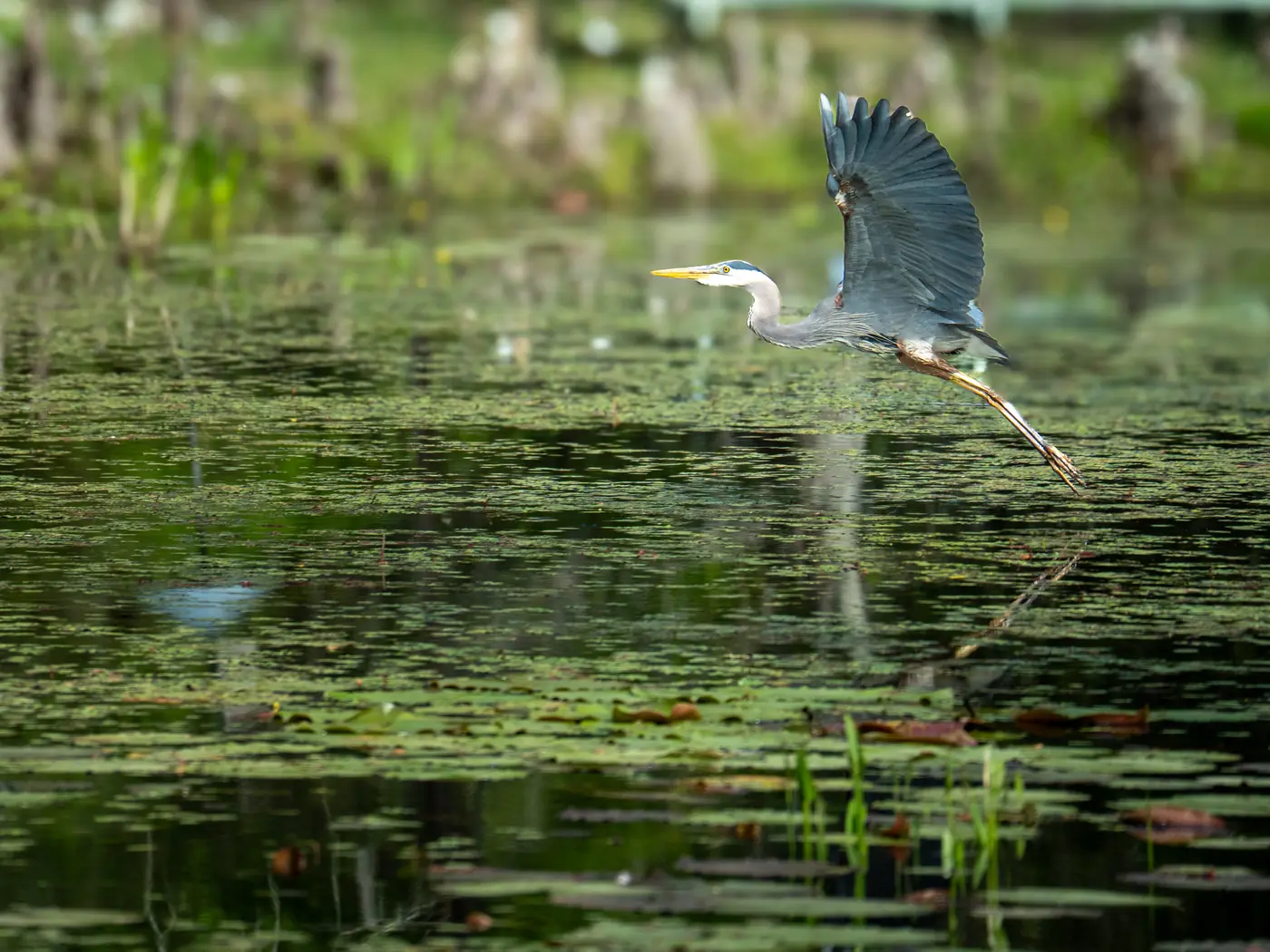 A great blue heron flying low over a green cypress swamp in South Carolina