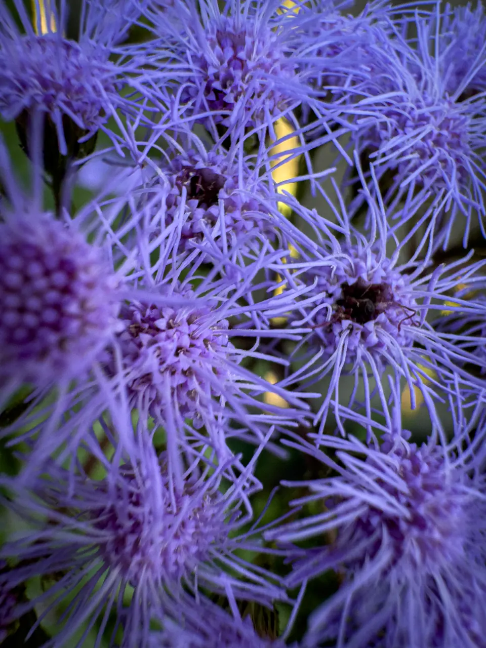 Close-up of fluffy purple mistflower blooms