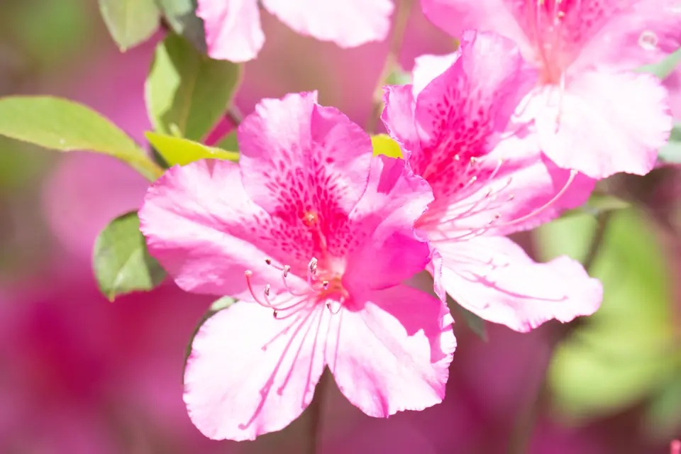 Bright pink azalea blossoms in full spring bloom