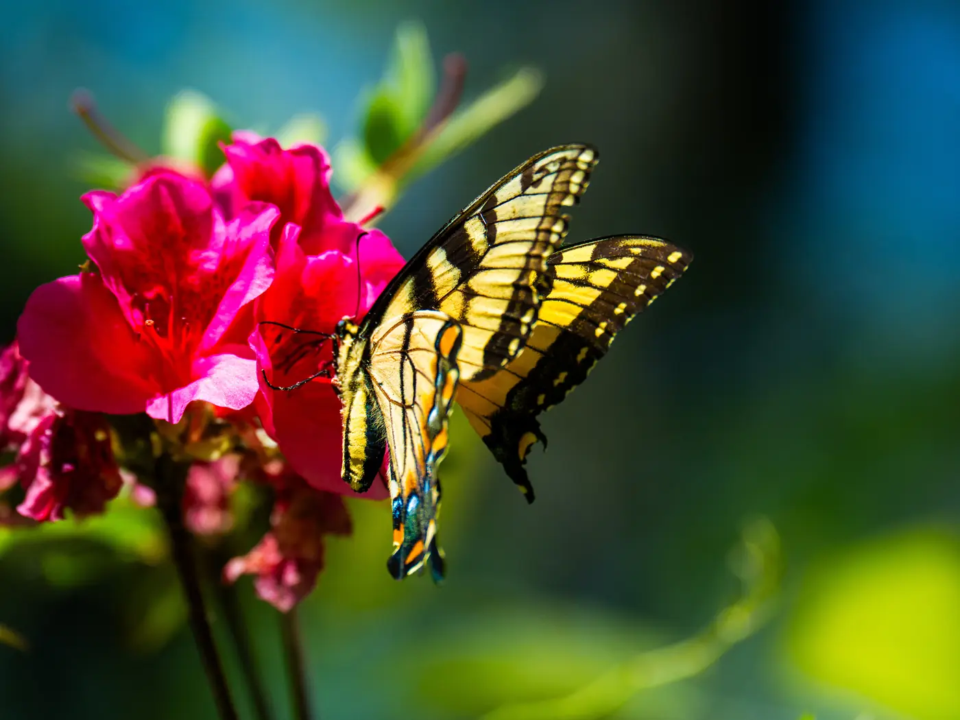 An eastern tiger swallowtail butterfly feeding on a bright pink azalea